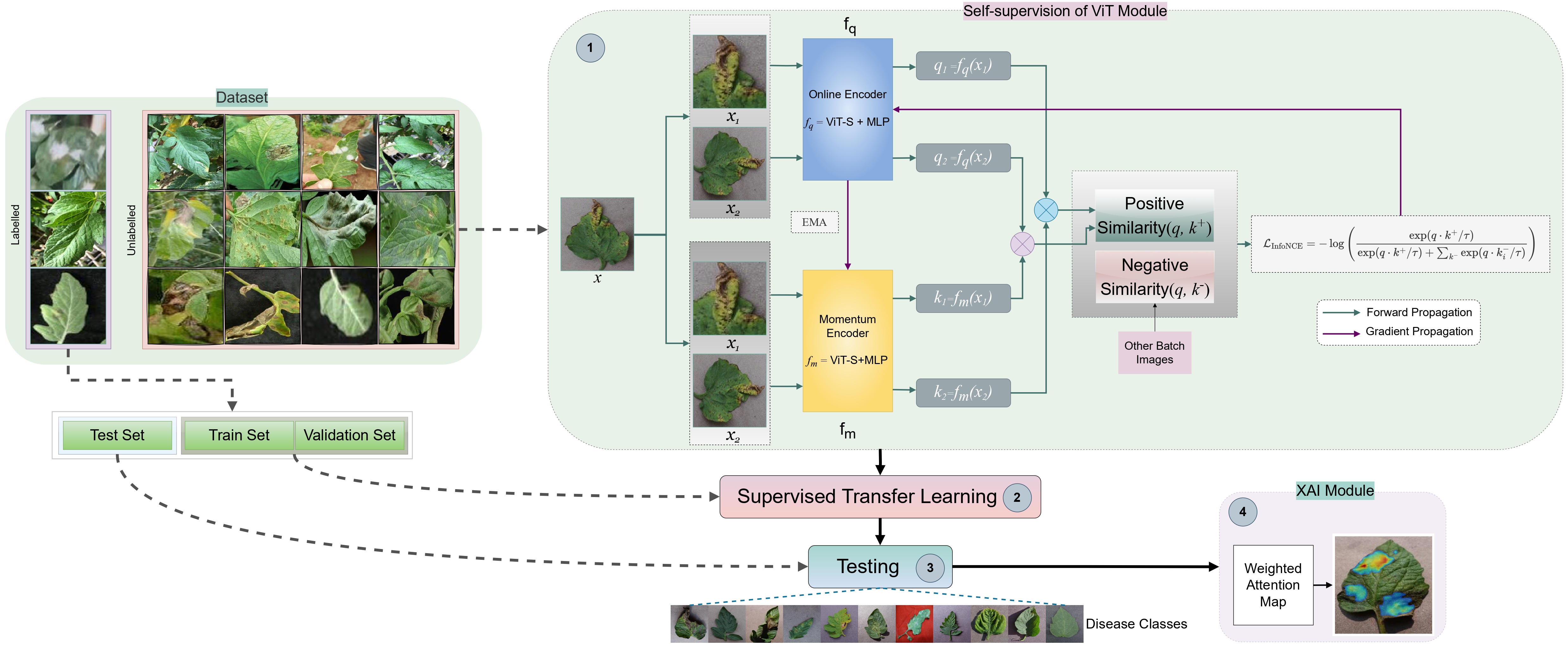 Self-xViT framework figure